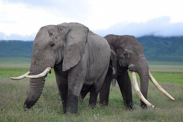Experience Tanzania and Zanzibar with 15 Days Private Tour - photo 3