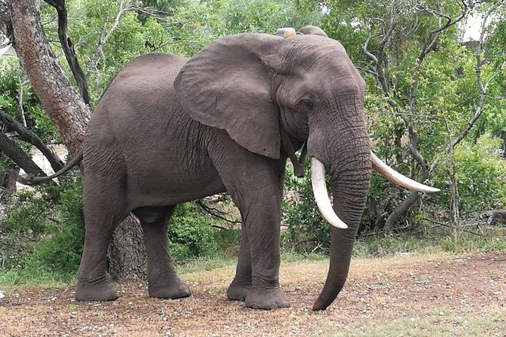 Sunset Cruise ,Chobe Safari Full Day , Airport Transfers Combo 3 - cover photo