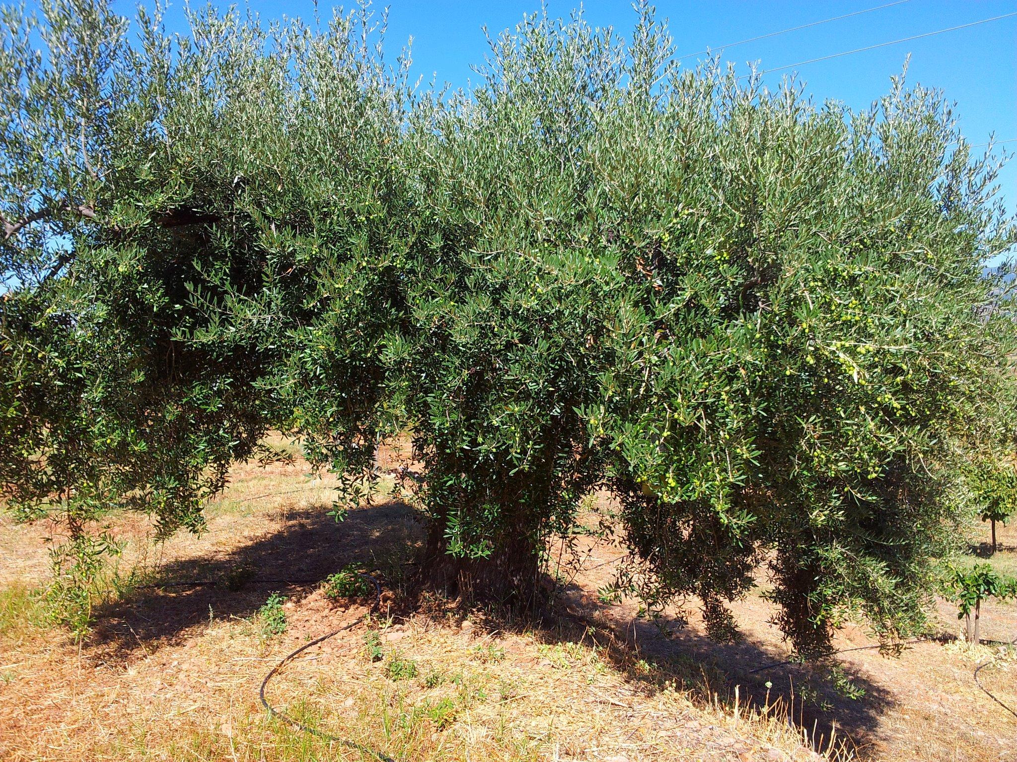 Organic Winery Tour in La Alpujarra with Wine Tasting & Local Snacks - photo 5