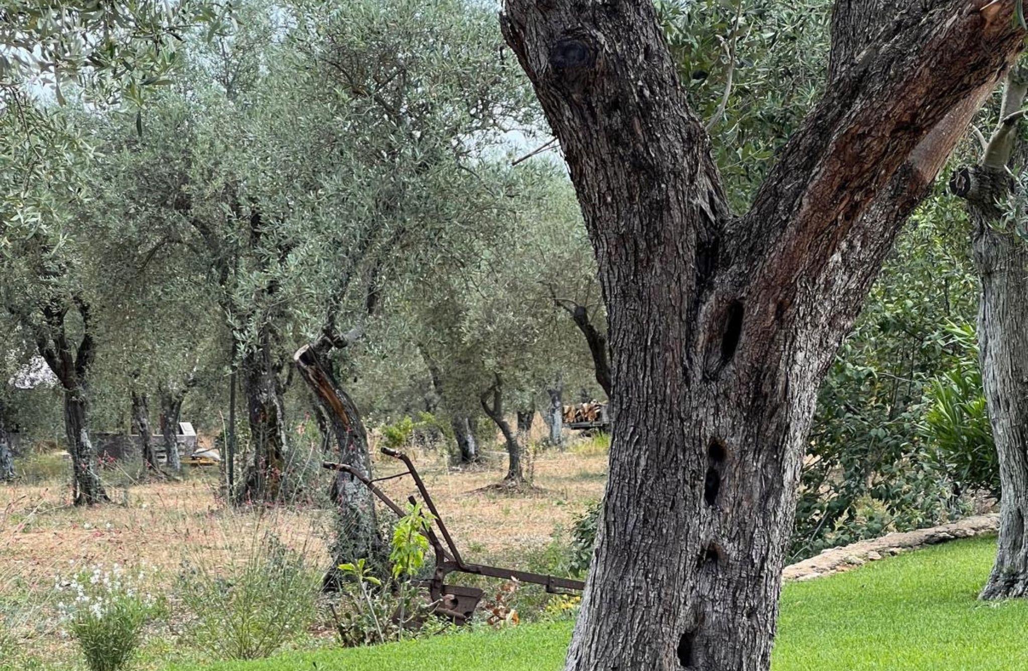 Olive Mill Tour with Olive Oil Tasting in Sassari - photo 4