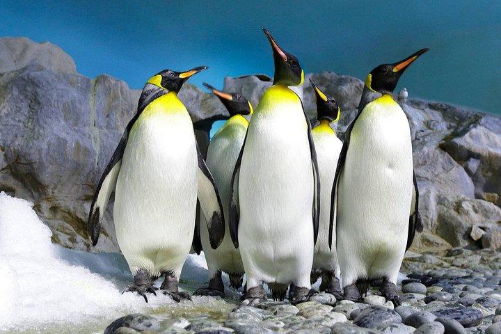 Cape Town Private Best of Cape Peninsula Penguins Full Day Tour - cover photo