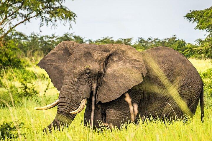 From Cape Town: Big Five Safari Tour with Wine Tasting - photo 5