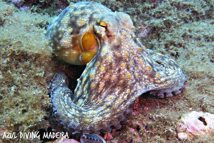 Shore dive - Ponta de São Lourenço - photo 5