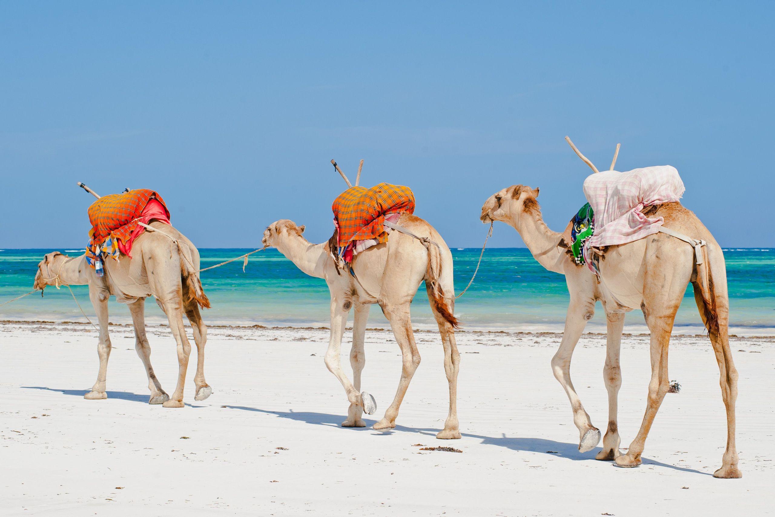 60 Min Desert Safari Sharm El Sheikh Camel Riding & Transfer - photo 4