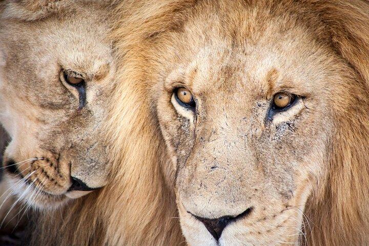 Big 5 Game Reserve Safari Full Day Tour and Lunch - cover photo