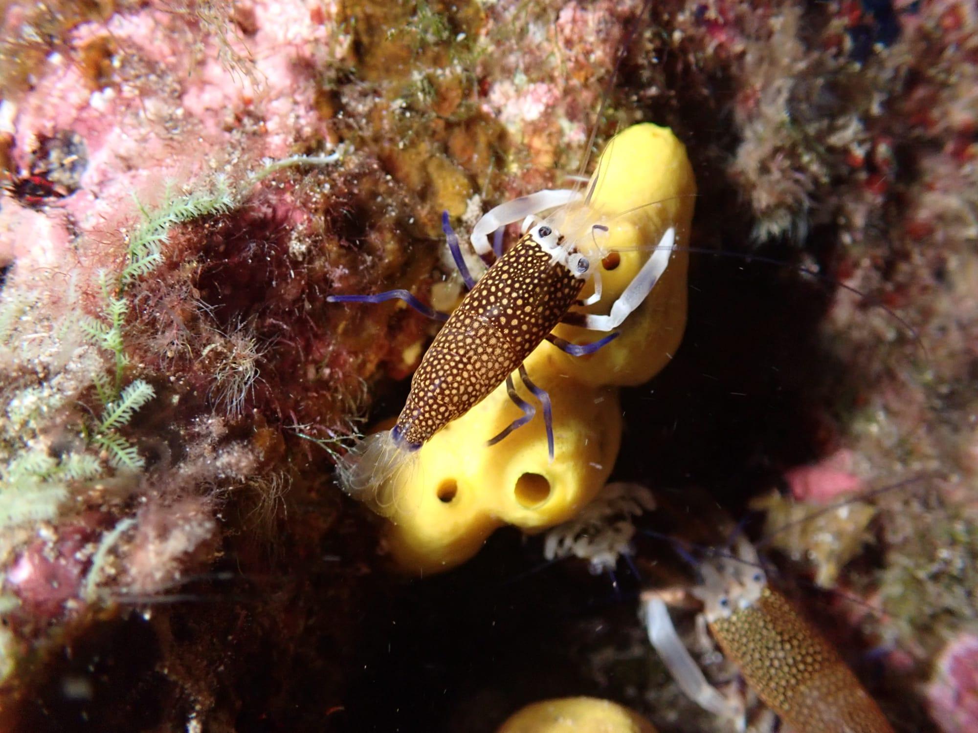 Night snorkeling - cover photo