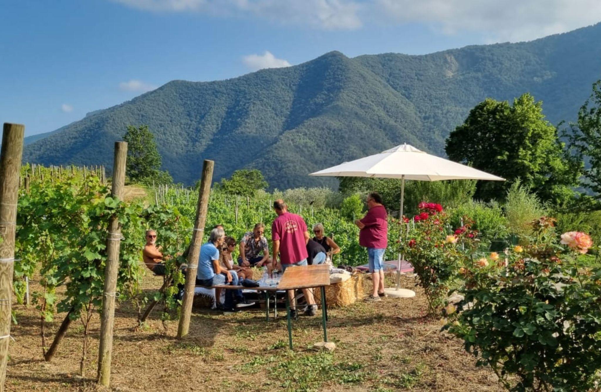 Vineyard Tour with Wine Tasting and Light Lunch near Imperia - photo 5