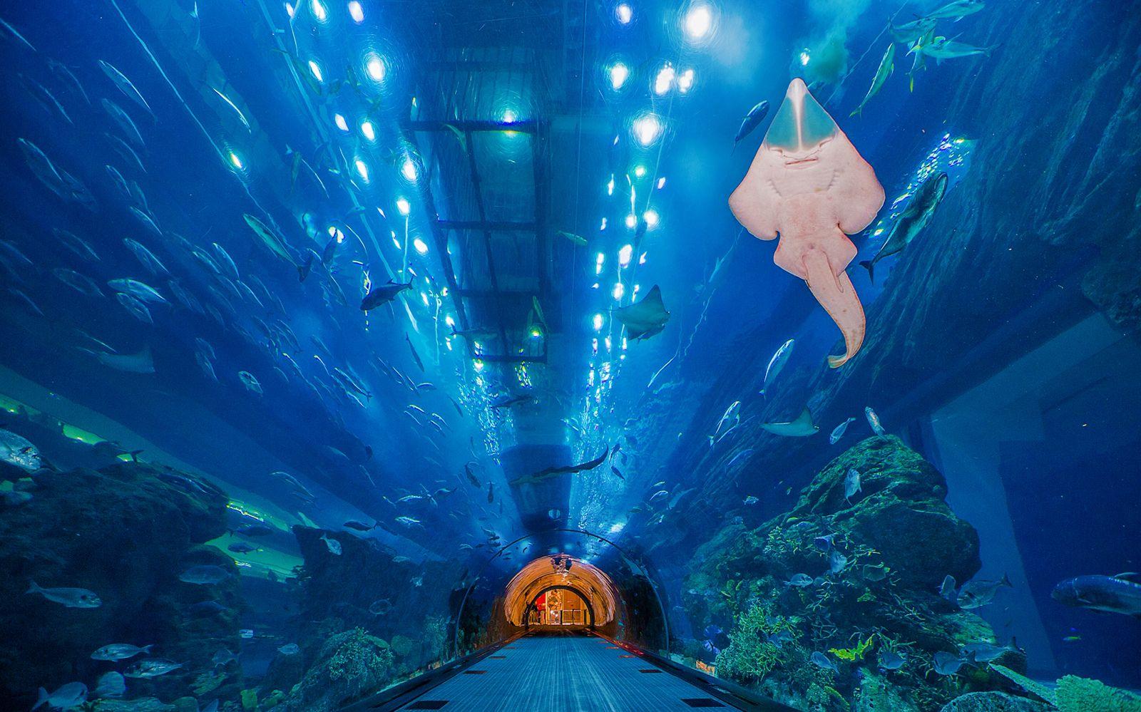 Dubai Mall Aquarium & Underwater Zoo Tickets - photo 5