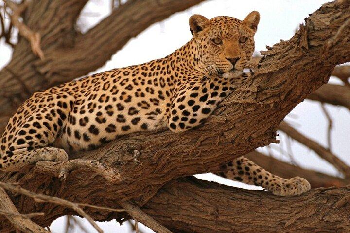 Full Day Moremi Safari Tour from Maun - cover photo