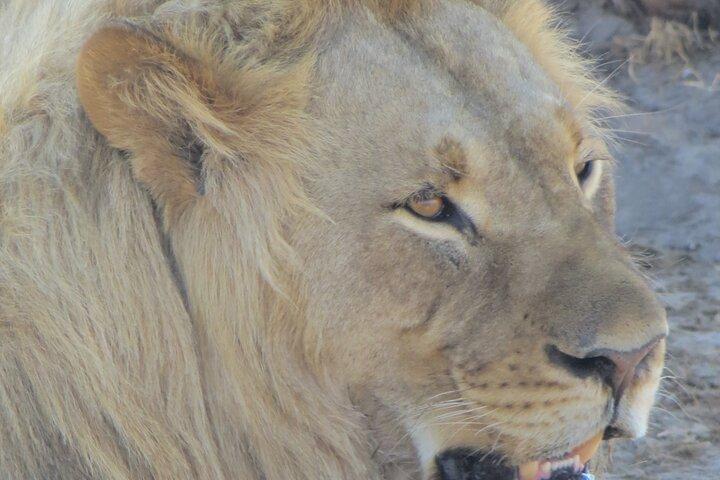 Chobe Full Day Safari Extended - photo 5