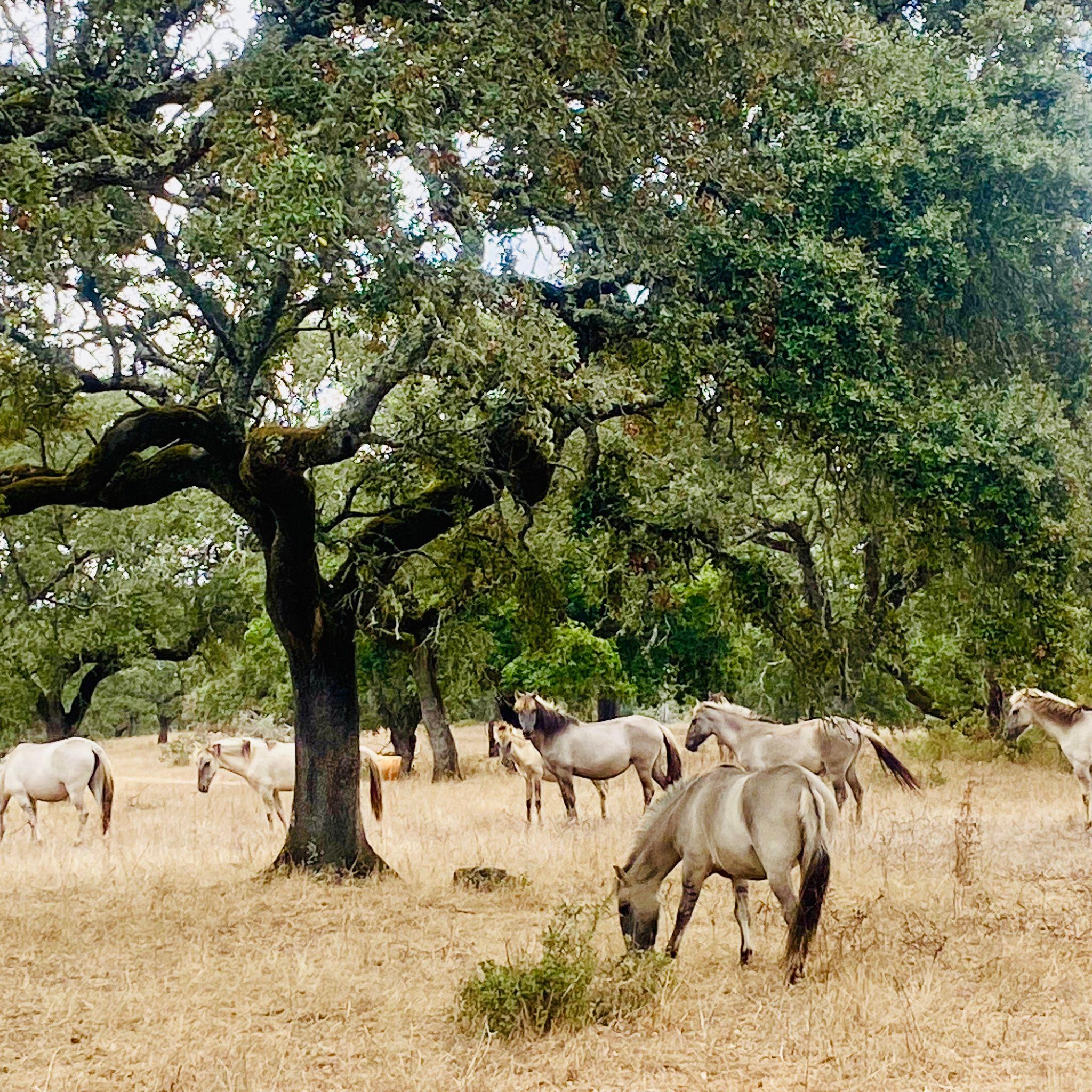 Évora ou Montemor: Visita a fábrica de Cortiça e Herdade Alentejana com almoço incluído - cover photo