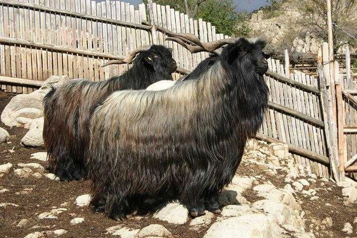 Seeing Unique Bulgarian Breeds of Pets and Privately Tasting Organic Products - photo 3