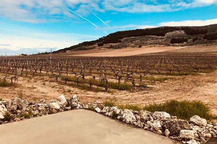 Private Tour Ribera del Duero and Emilio Moro with Official Guide - photo 2