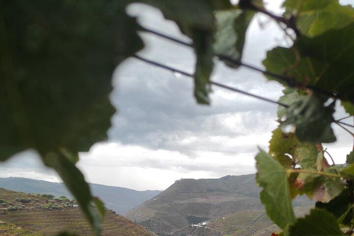 Vinho Verde 2 Wineries + Guimarães - from Porto - photo 5