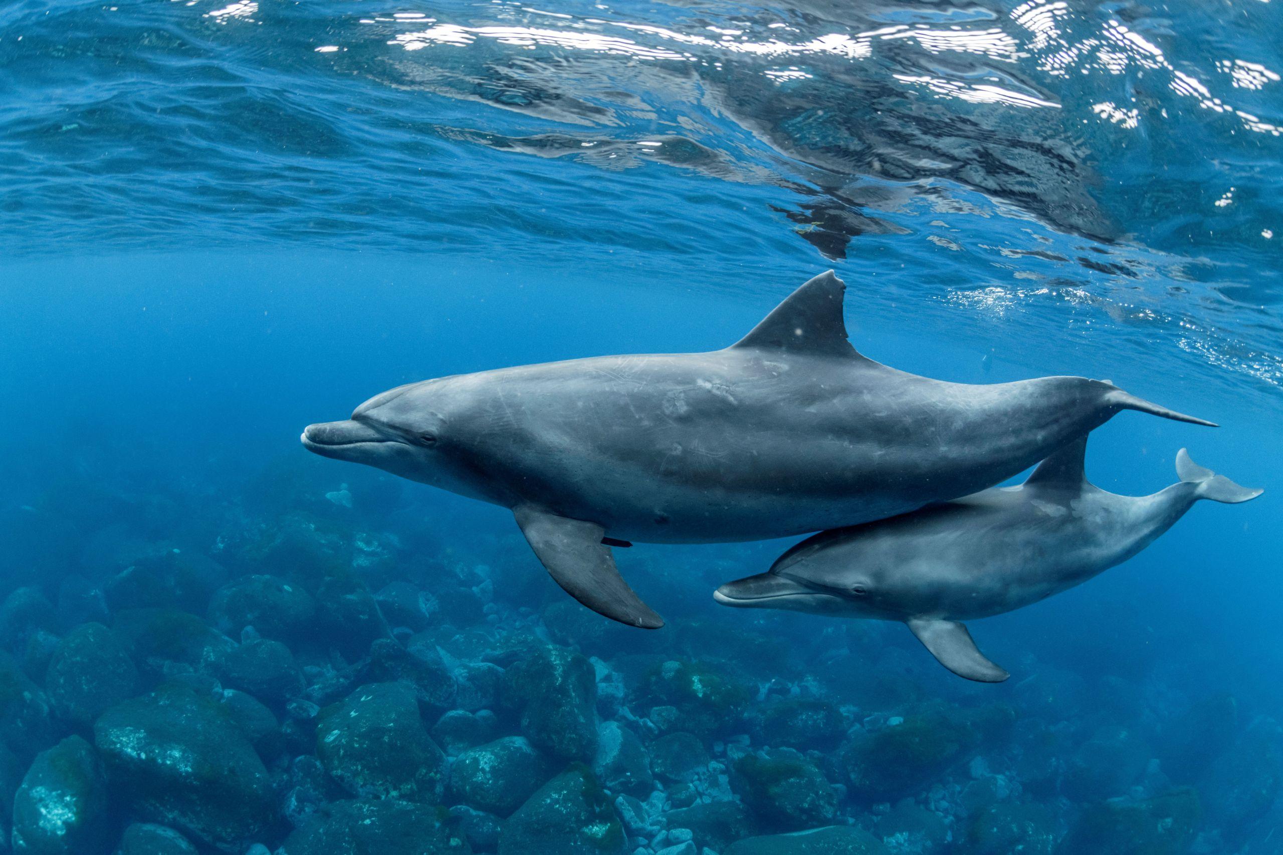 Sataya Reef Dolphin House Marsa Alam Snorkeling Tour - photo 3