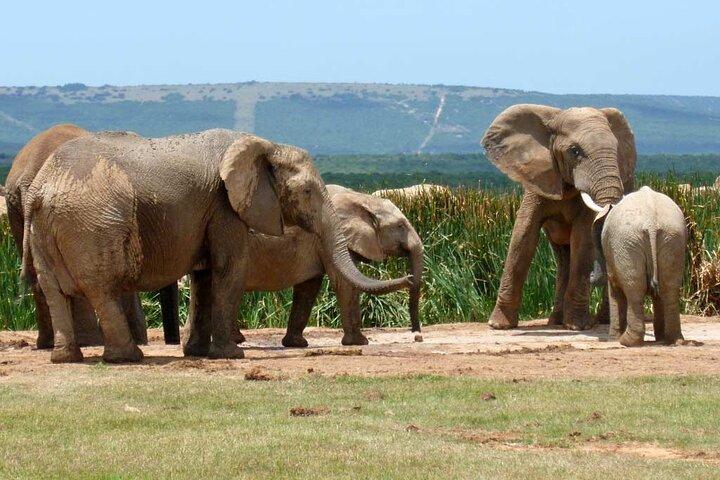 4-day Garden Route Private Tour from Cape Town to Addo Safari - cover photo