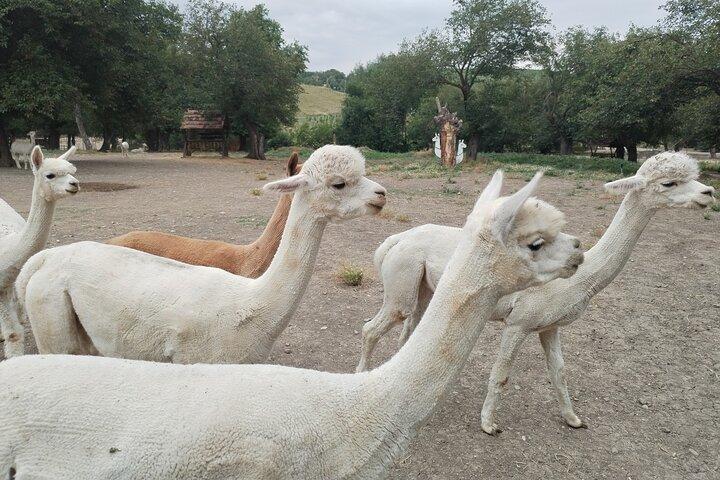 Private All Inclusive Shamakhi Alpaca and Wine Tour - photo 5