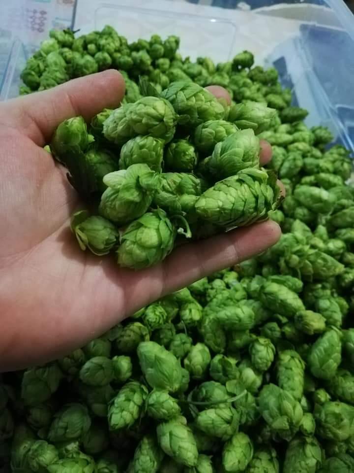 Hop grove and beer tour in Castel del Monte - cover photo