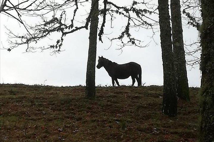 Gerês Park - 2 day with overnight Countryside - Booking signal - photo 3
