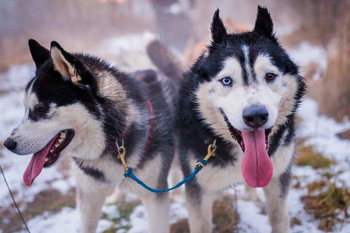 Kraków- An Unforgettable Adventure With Full Dog Sled Ride - cover photo