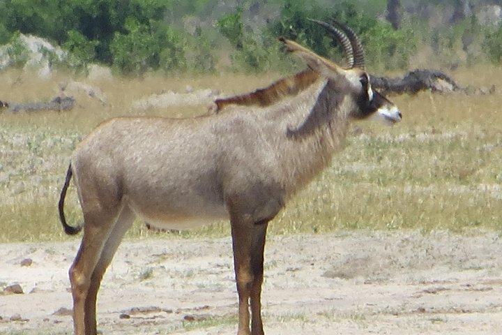 Sunset Cruise ,Chobe Safari Full Day , Airport Transfers Combo 3 - photo 4