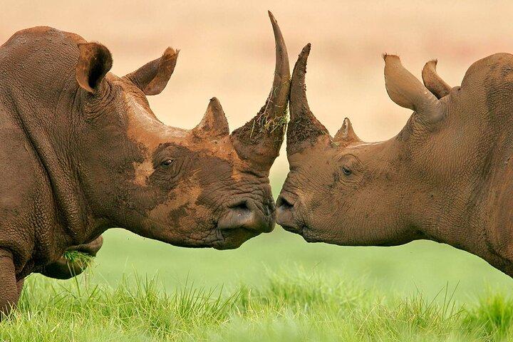 From Cape Town: Big Five Safari Tour with Wine Tasting - photo 4