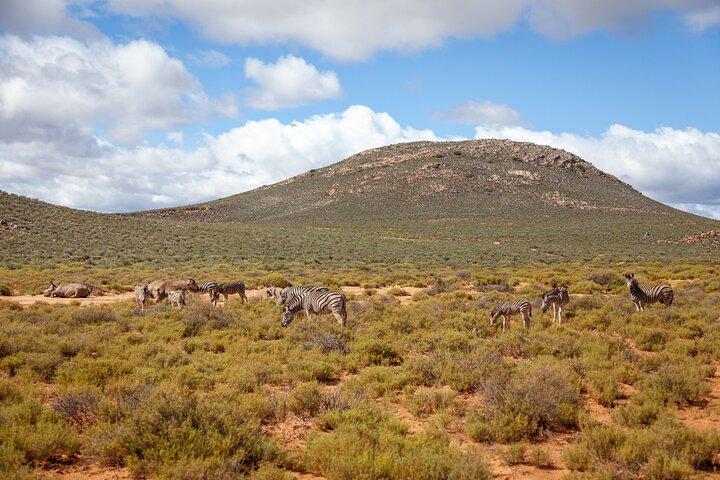 Cape Town Big 5 Safari Game Drive Full Day Tour with Lunch - photo 5