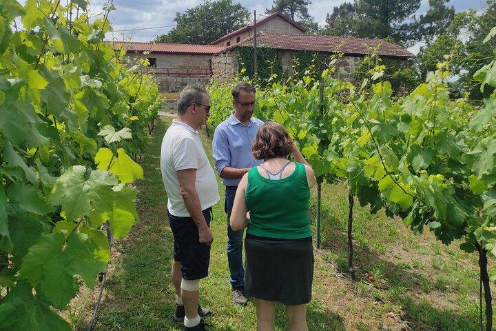 Vinho Verde 2 Wineries + Guimarães - from Porto - photo 2