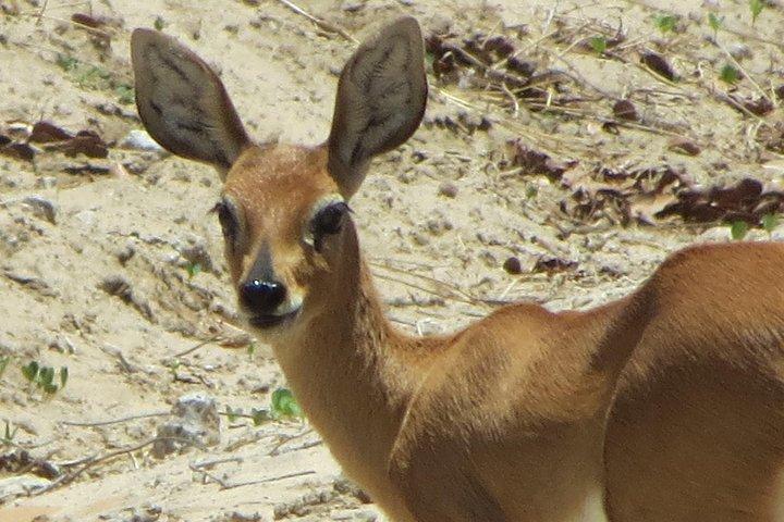 Sunset Cruise ,Chobe Safari Full Day , Airport Transfers Combo 3 - photo 5