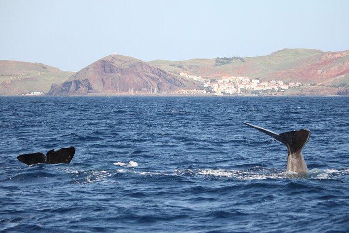 Responsible Whale and Dolphin Watching Tour - Funchal - photo 2