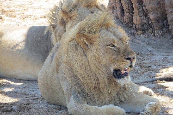 Hwange National Park & Victoria Falls 5 days Combo - cover photo