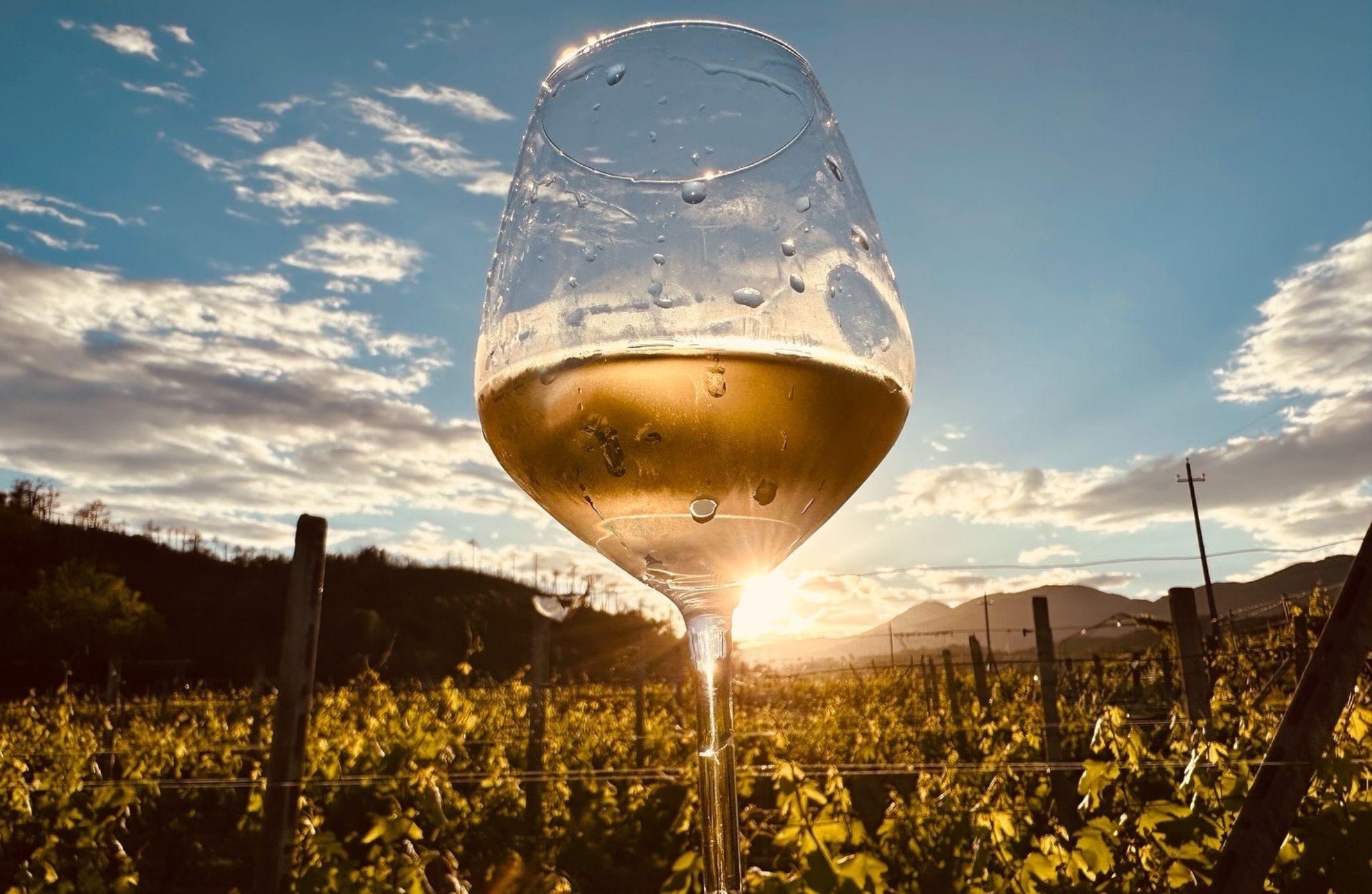 Winery & Vineyard Tour with Wine Tasting & Food in Albenga - cover photo