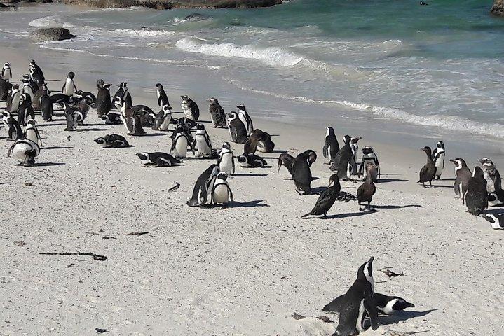 Cape Town Private Best of Cape Peninsula Penguins Full Day Tour - photo 4