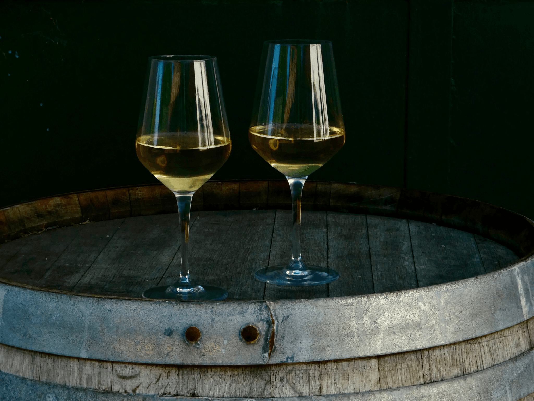 Boutique Winery Tour with Wine Tasting & Food in Bologna - photo 5