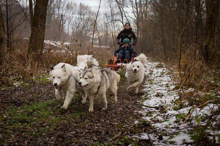 Kraków- An Unforgettable Adventure With Full Dog Sled Ride - photo 3