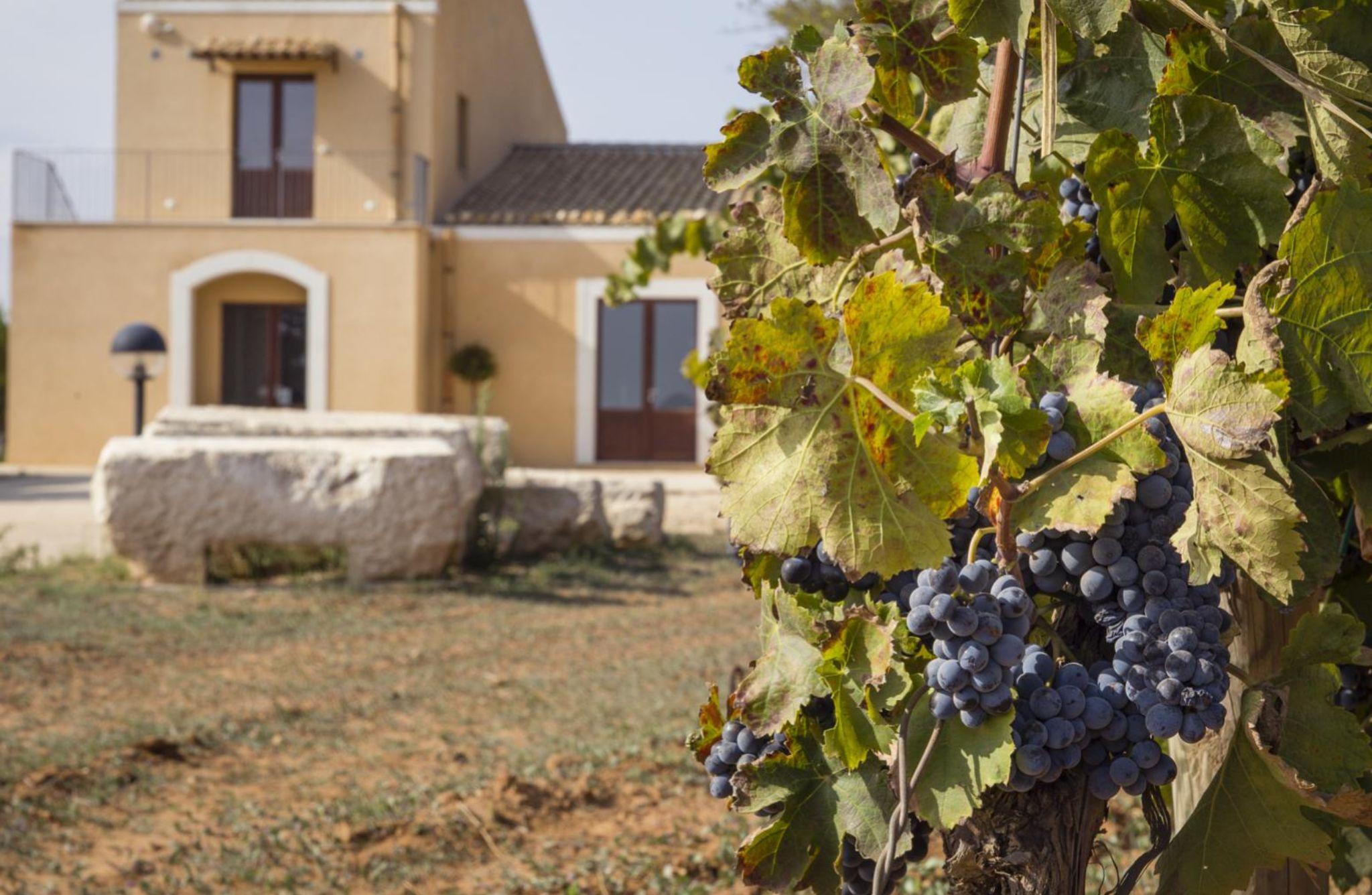Organic Winery Tour, Wine Tasting & Light Lunch near Ragusa - photo 3