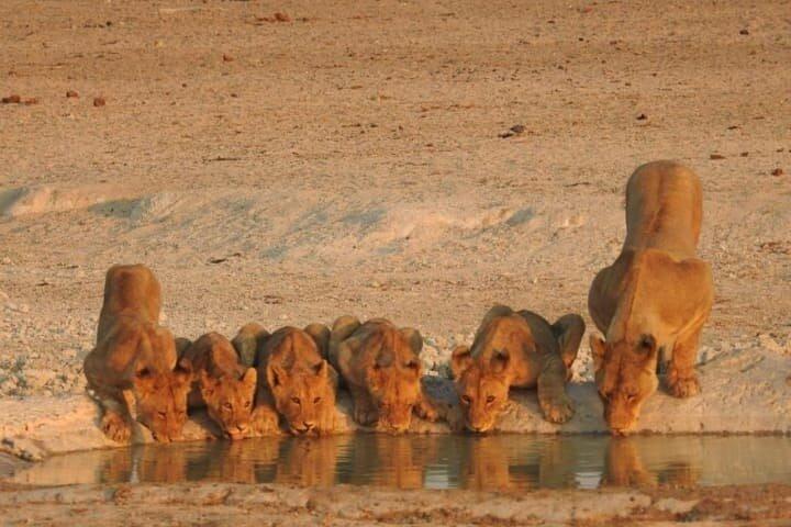 2 nights Private Kruger Park Safari and Panorama Route - photo 3