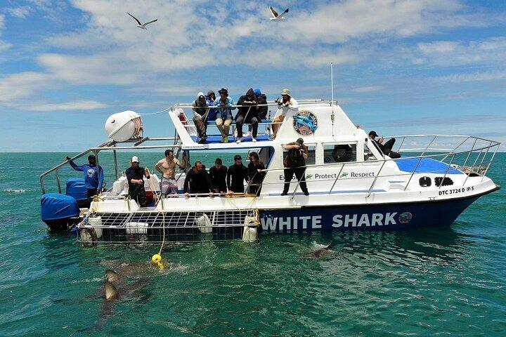 Shark Cage Diving in Gansbaai - photo 4