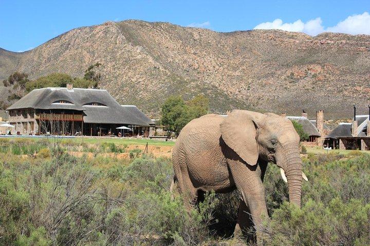 Cape Town 2-Days Luxury Overnight Big Five Safari game Reserve - photo 2