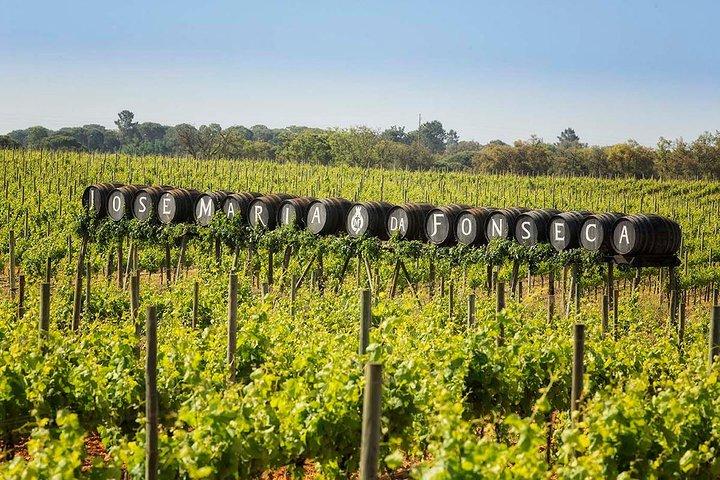 Excursão privada de vinhos em Lisboa com visita a 2 vinícolas e degustação - photo 5