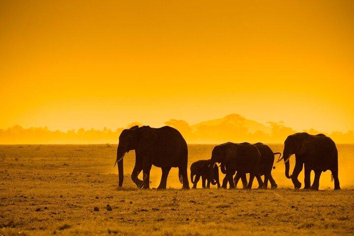 Full Day Moremi Safari Tour from Maun - photo 3