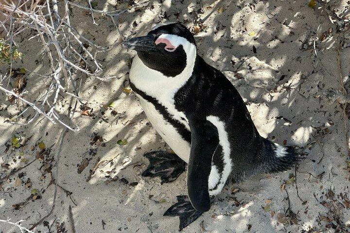 Bo Kaap Table Mountain Chapmans Peak & Penguins at Boulders Beach - photo 4