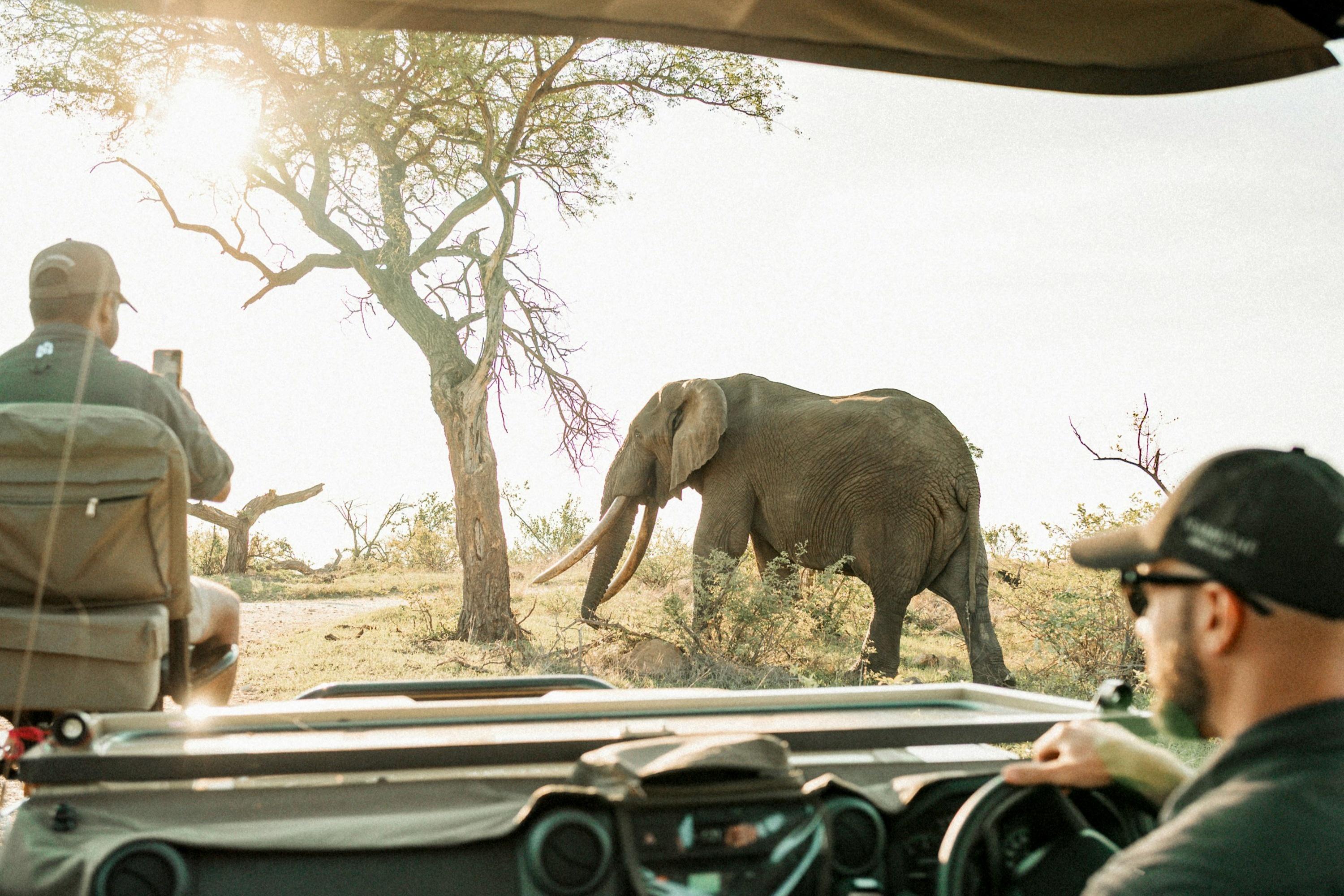 2-Day Tanzania Safari | Tarangire & Ngorongoro Big Five Experience - photo 3