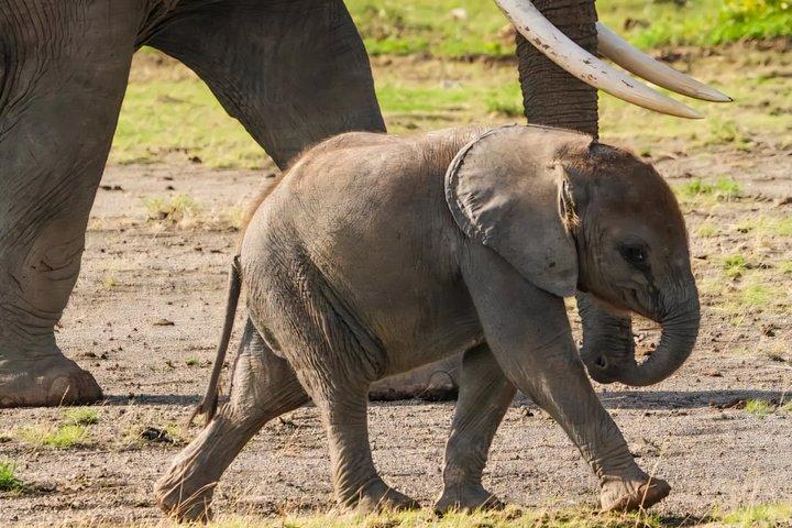 Tanzania Safari: Serengeti, Ngorongoro & Lake Manyara | Big Five Wildlife Experience - photo 5
