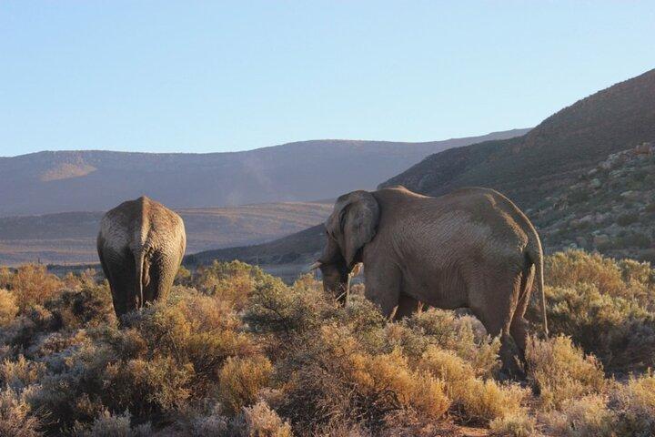 Private - Sunset Big Five Safari Tour in Cape town - photo 3