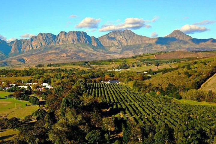 Cape Town Private, Wineland Tasting Tour - photo 4