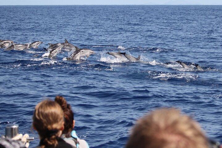 Responsible Whale and Dolphin Watching Tour - Funchal - photo 3
