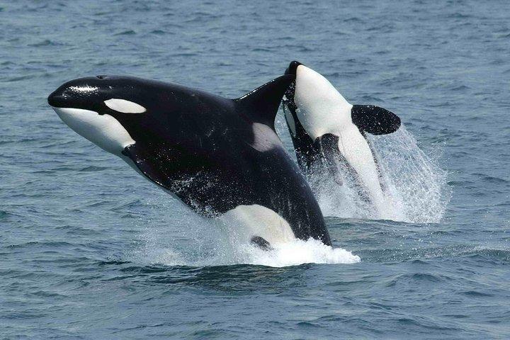 Cape Town 3-Day Attraction Tours: Shark Diving & Cape Peninsula & Wine Tasting - photo 4