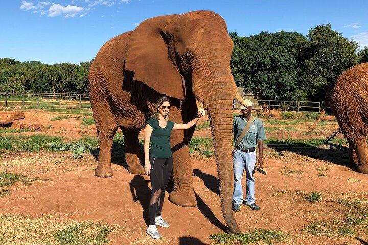 Walk with Lions in Johannesburg & Elephant Experience - photo 3