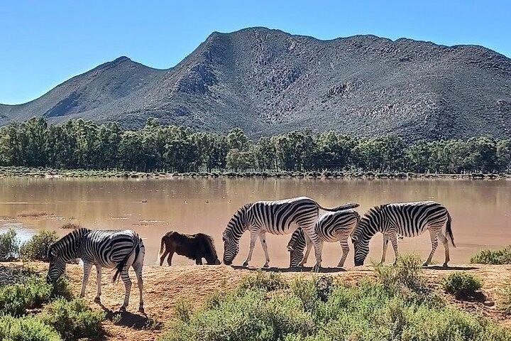 Cape Town Big 5 Safari Game Drive Full Day Tour with Lunch - photo 3